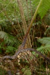 Leptolepia novae-zelandiae. Long-creeping rhizome and base of stipe bearing chestnut-brown non-glandular hairs.
 Image: L.R. Perrie © Te Papa 2015 CC BY-NC 3.0 NZ
